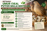 Berapa Umur Ideal Puyuh Mulai Bertelur? Ini Cara Merawatnya