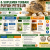 Vitamin dan Suplemen Terbaik untuk Puyuh Petelur agar Cepat Bertelur