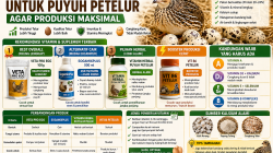 Vitamin dan Suplemen Terbaik untuk Puyuh Petelur agar Cepat Bertelur