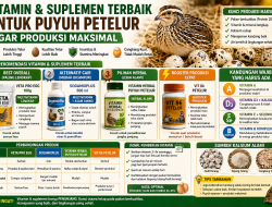 Vitamin dan Suplemen Terbaik untuk Puyuh Petelur agar Cepat Bertelur